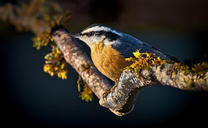 Nuthatch copy.jpg