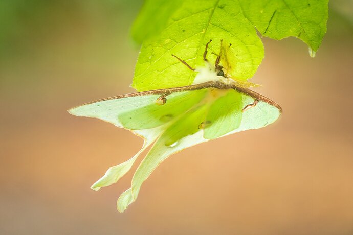 Luna moth