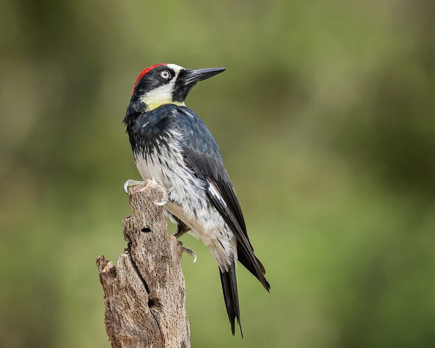 Acorn Woodpecker