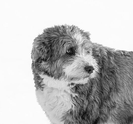 Z91_1628-Enhanced-NR