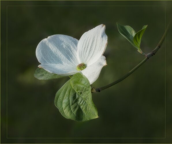 Western Dogwood