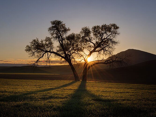 Dawn Silhouette