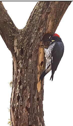 Acorn Woodpecker-NPN