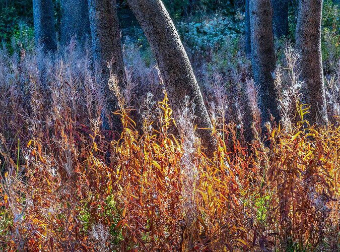 -Bent-tree-fireweed