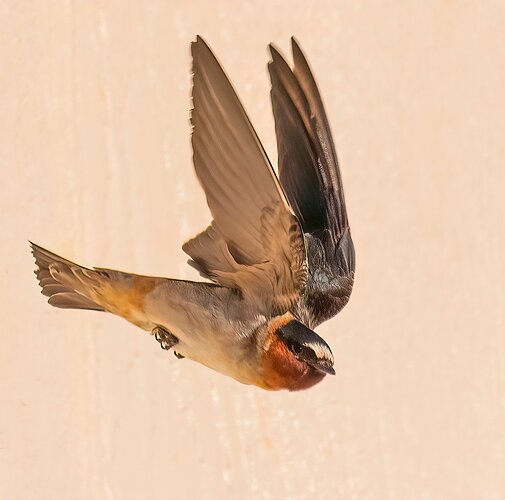 SWALLOW2