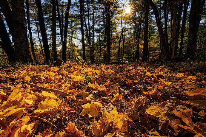 AAA_Kickapoo-Carpet-of-Leaves---Desaturated---Web
