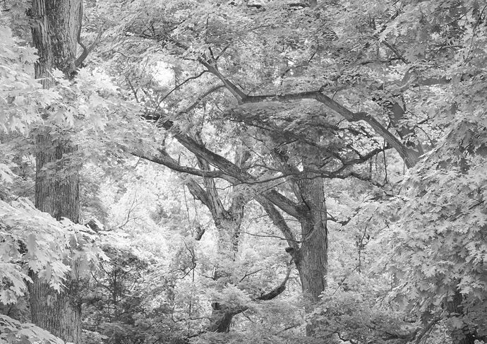 Into The Woods.jpg