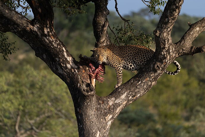 RSandor_2025_05_02_0049Leopard at 500.jpg