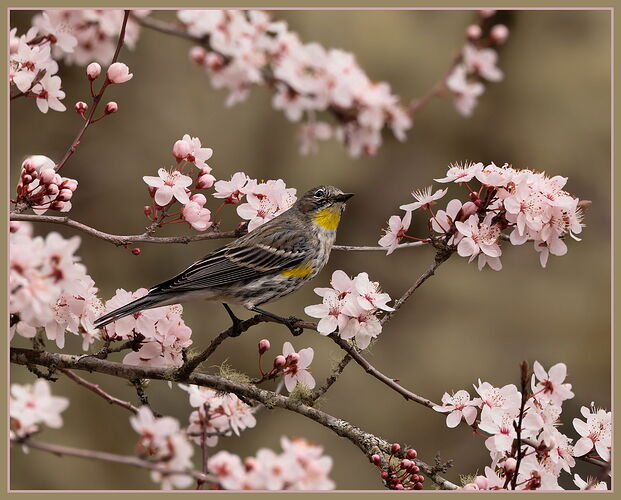 Yellow-rumped Warbler-NPN2
