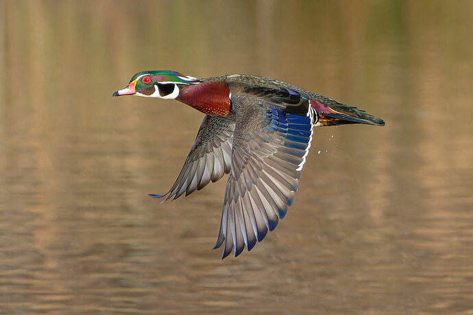 Flying Wood duck NPN.jpg
