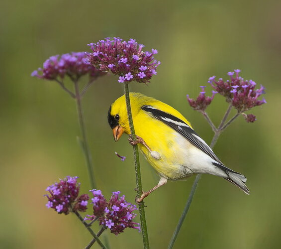 Goldfinch 1.jpg