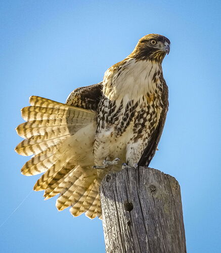 Hawk Yoga.jpg