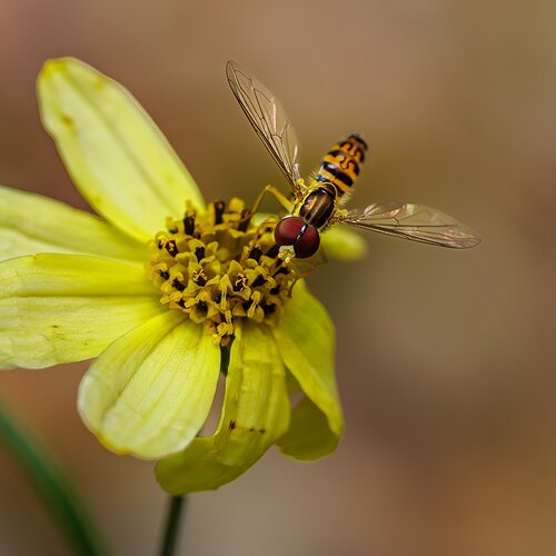 Hover fly