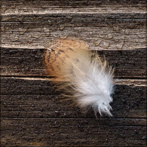 -20250831-_7R59383-Feather-DxO_DeepPRIME 3-Edit.jpg