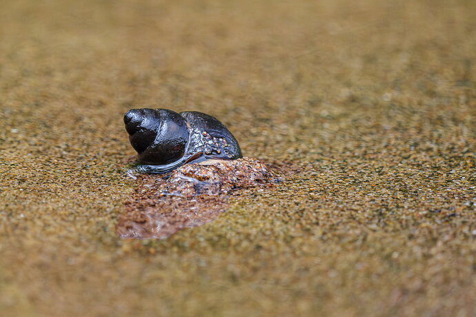 Original - StrangeSnailShadowNPN.jpg