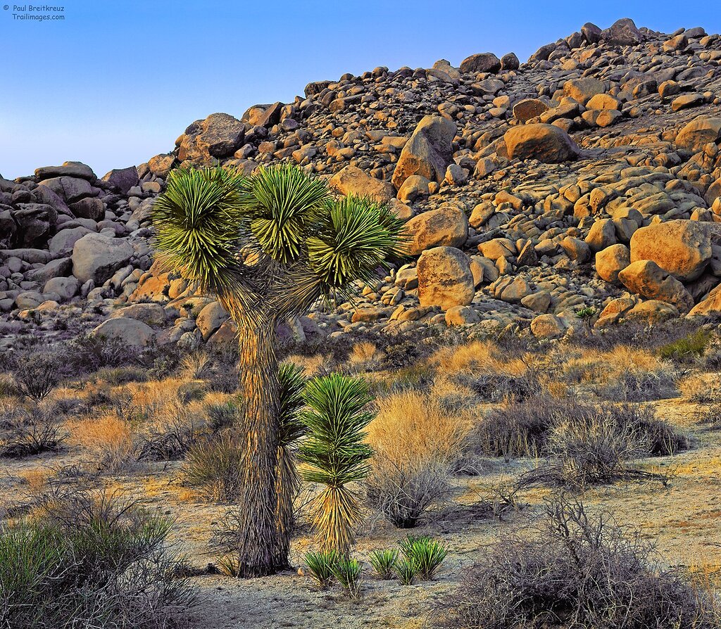 Joshua Tree With Offspring - Image Critiques - Nature Photographers Network