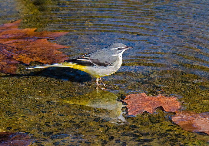 Mike-Grey-Wagtail copy