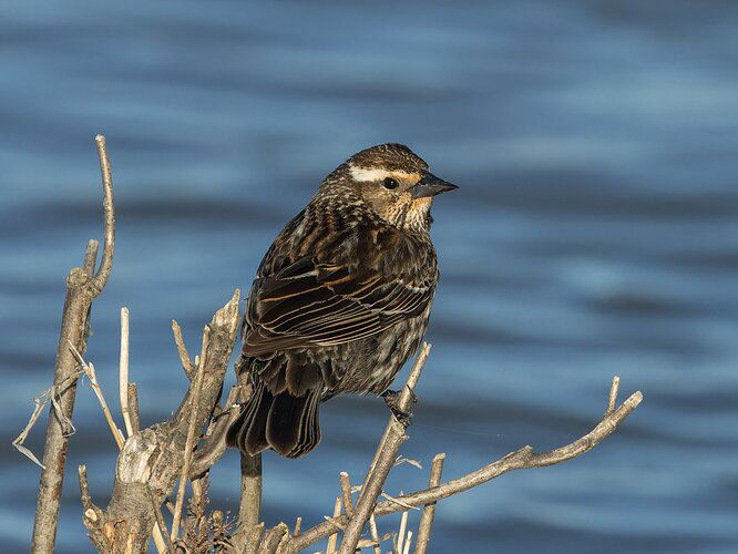 04-04-2024-Riverwood R7-0016-CR3_DxO_DeepPRIMEXD Red-winged Blackbird.jpg