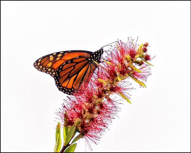 The Monarch and the Bottlebrush
