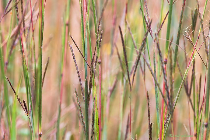Original - Big Bluestem.jpg