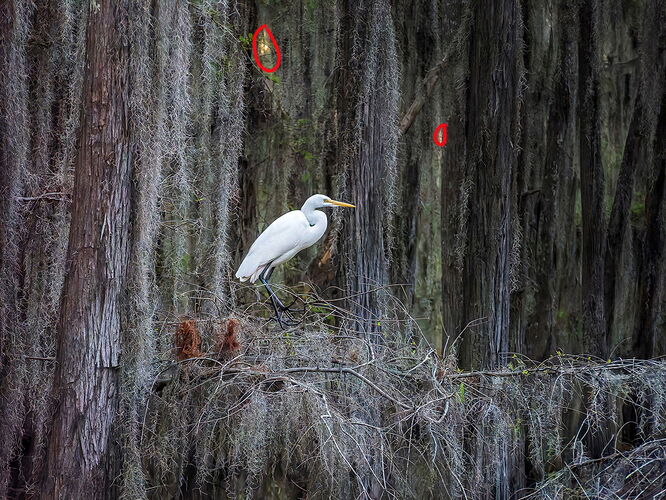dcampbell-great-egret-caddo-lake-tx-2025-blog copy