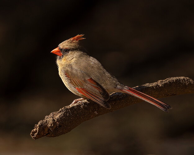 Northern CardinalF-NPN.jpg