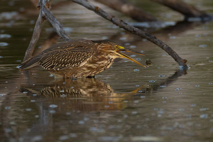 Green Heron 97.jpg