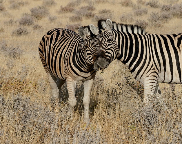 6-30-22 Mom & Child Zebra DSCF4968-large cropped before b&w conversion
