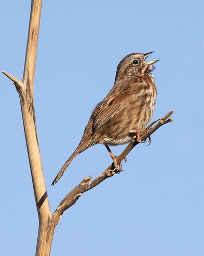 Song Sparrow-NPN2.jpg