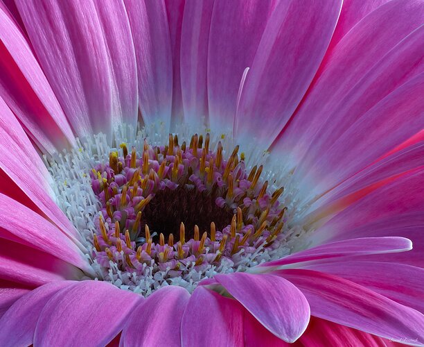 Gerbera Daisy Closeup - Studio Focus Stack