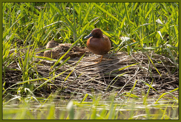 Cinnamon Teal-NPN