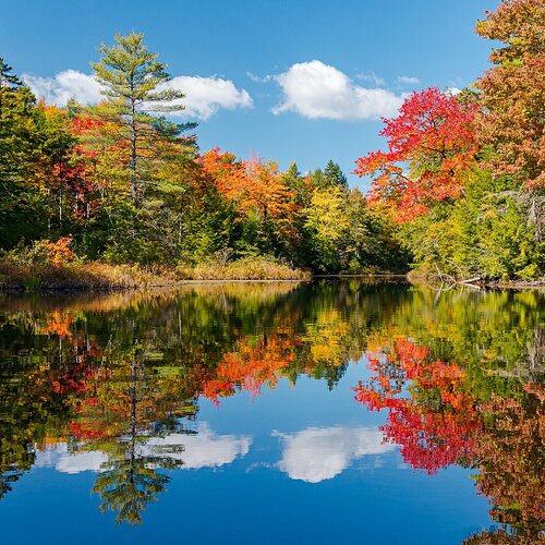 Campton Bog