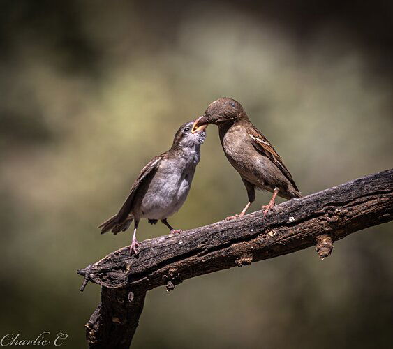 Sparrow chick