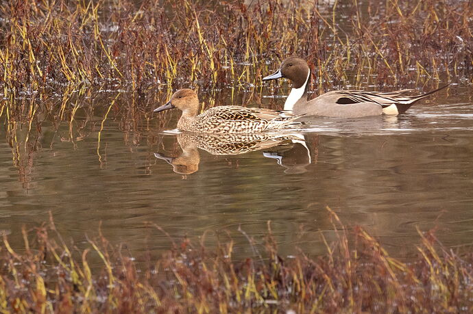Northern Pintail-NPN.jpg