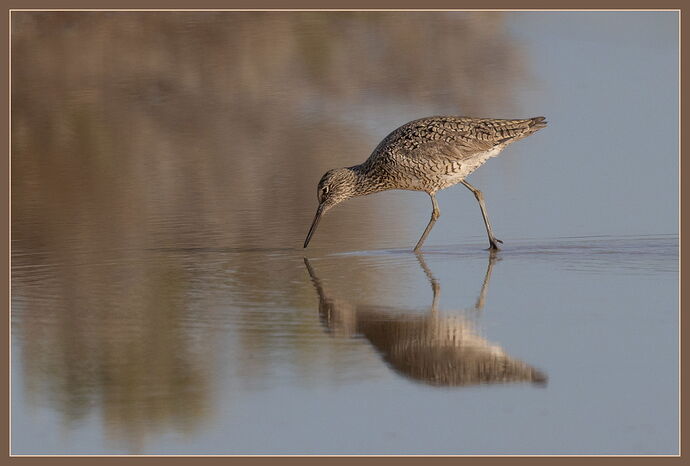 Willet2-NPN