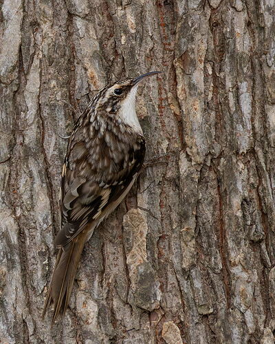 Brown Creeper 1.jpg
