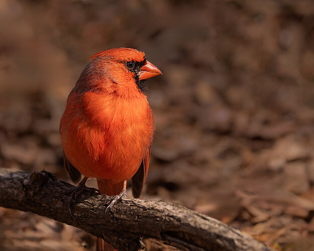 Northern CardinalM-NPN.jpg
