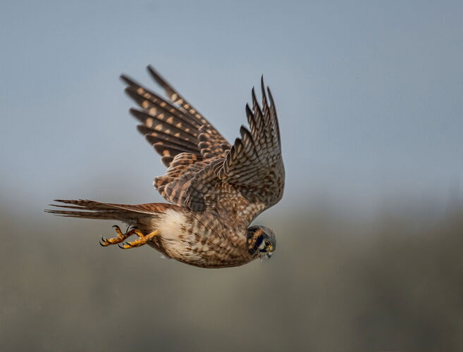 kestral IFF2 copy 2j.jpg