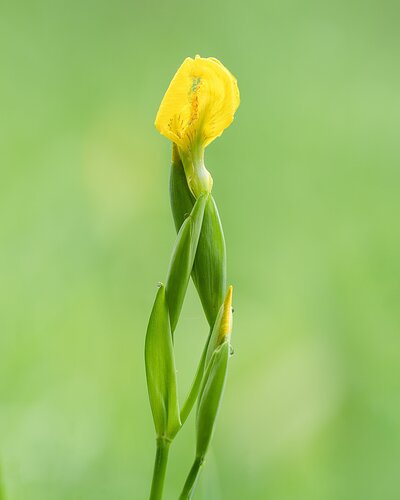 Yellow Iris