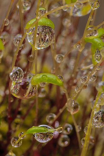 Moss Sprouts After Rain Shower #4a 12x18 (232A7193.201904201C02 `1.5)