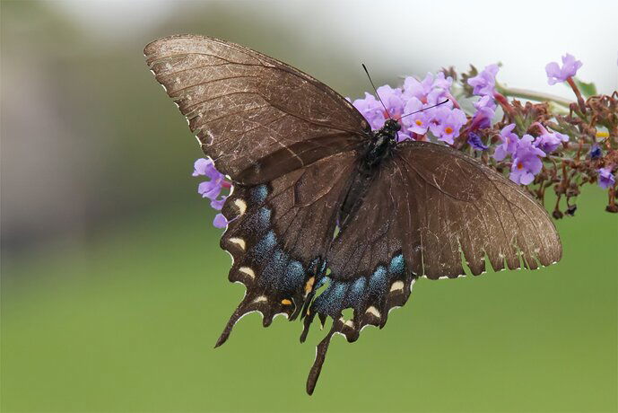 10-04-22-Swallow Tail 2a