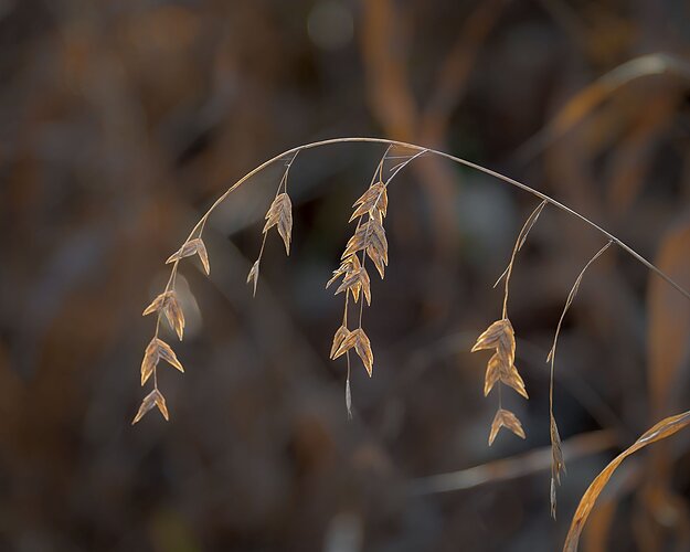 grass-DSC_7178.v3