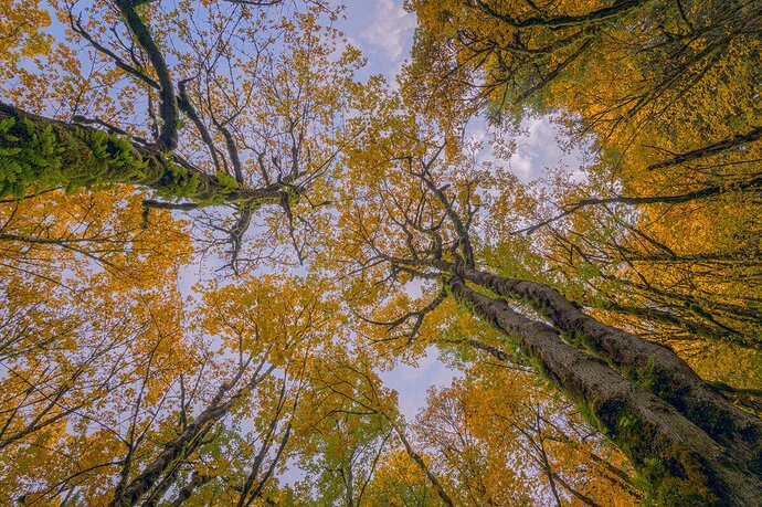 Look Up
