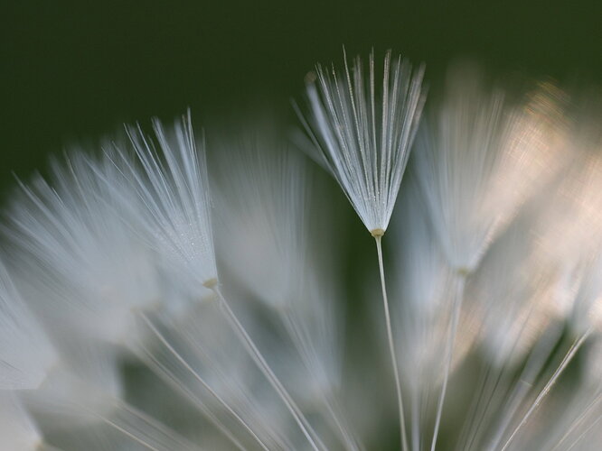 Dandelion abstract.jpg