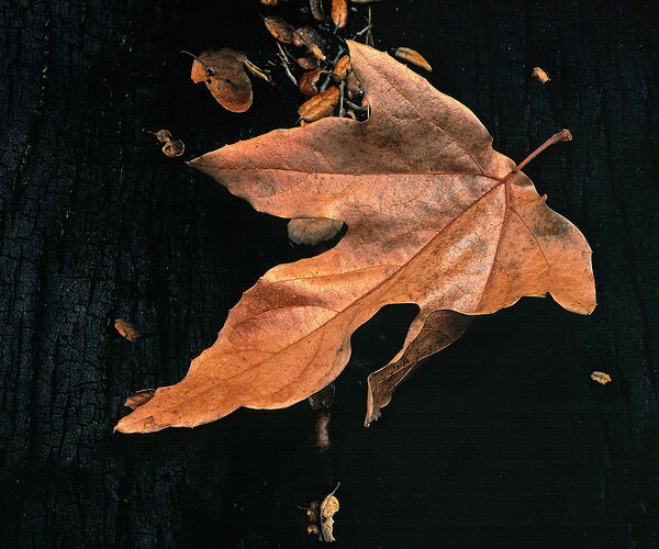 Flor0767_A_16.jpg