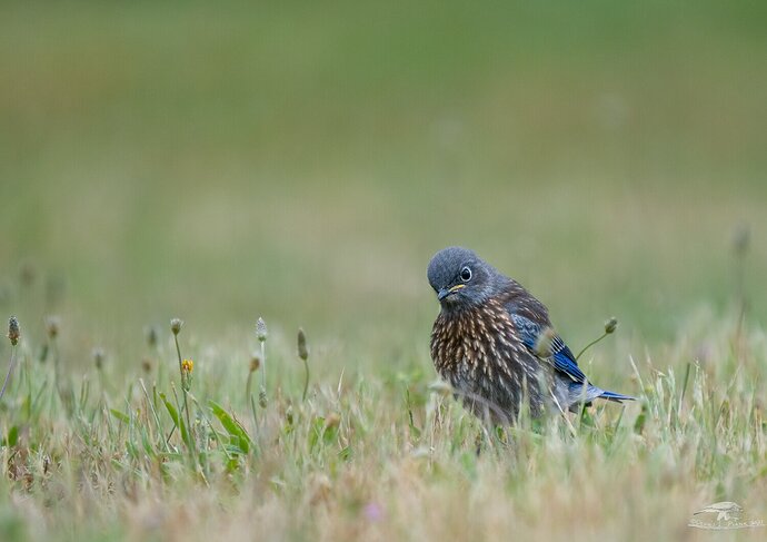 Juvenile Western Bluebird