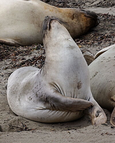 SanSimeonOohThatItches.jpg