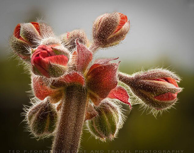 Geranium Rebirth