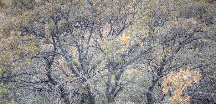Tree Patterns.jpg