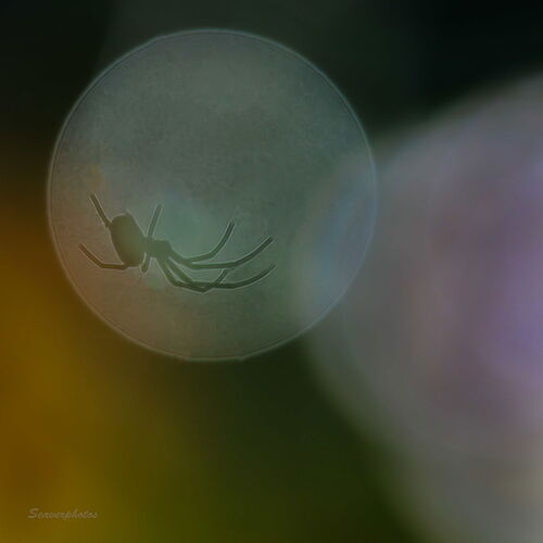 A Shadow of Herself.jpg